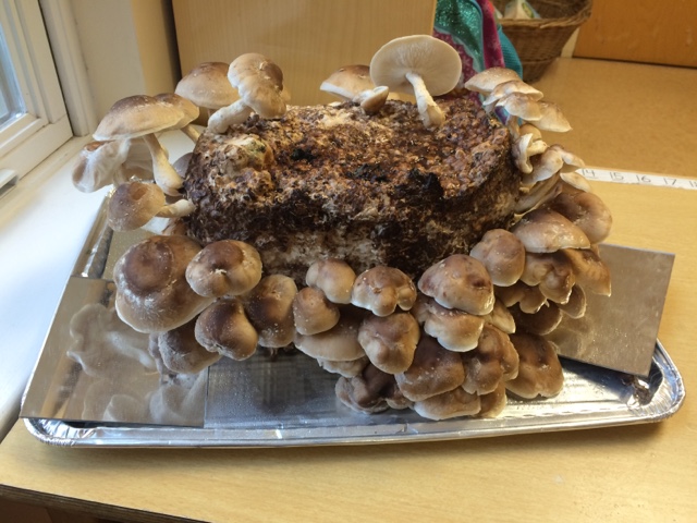 blogger-image--2140676182