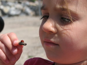ladybug