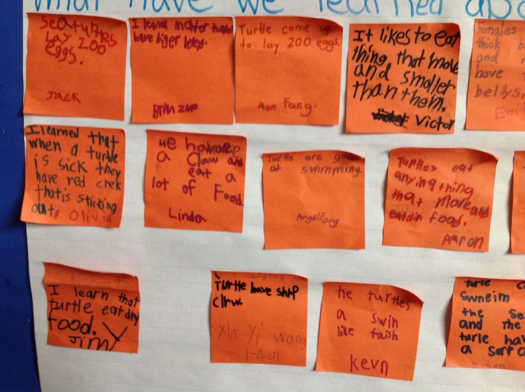 *turtles are good at swimming