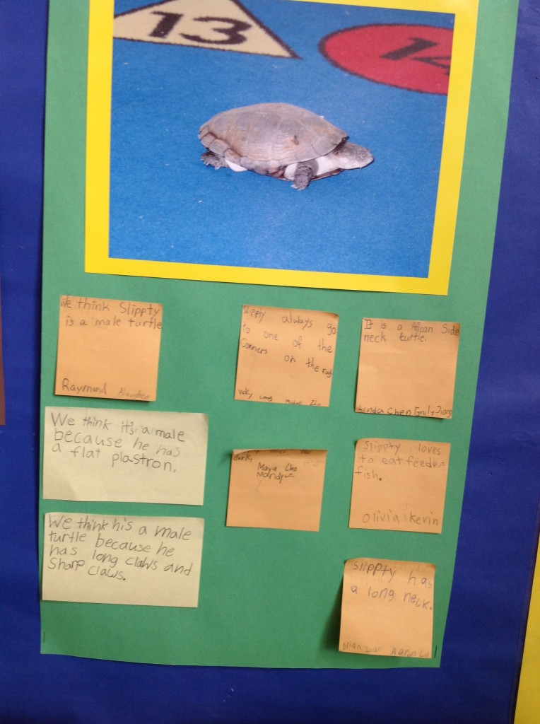 we think he is a male because